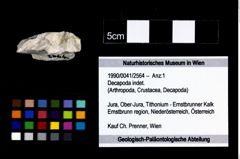 Foto (Objekt + Etikett) von Decapoda indet.  (NHMW-GEO-1990-0041-2564)